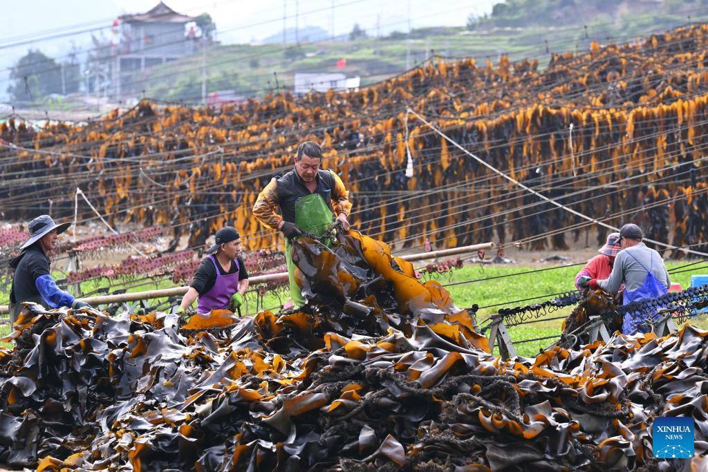 Xiapu County in China's Fujian enters peak kelp harvesting season