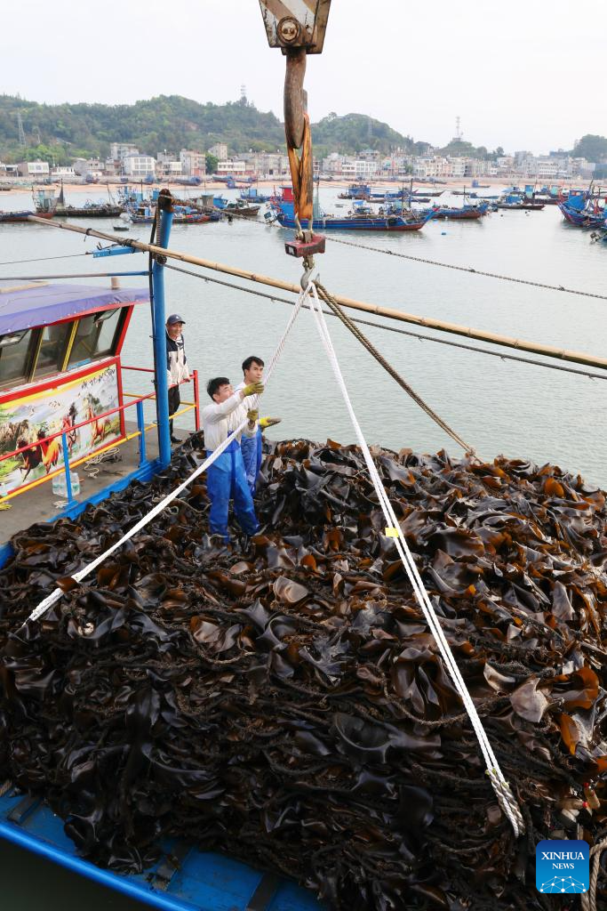 Xiapu County in China's Fujian enters peak kelp harvesting season