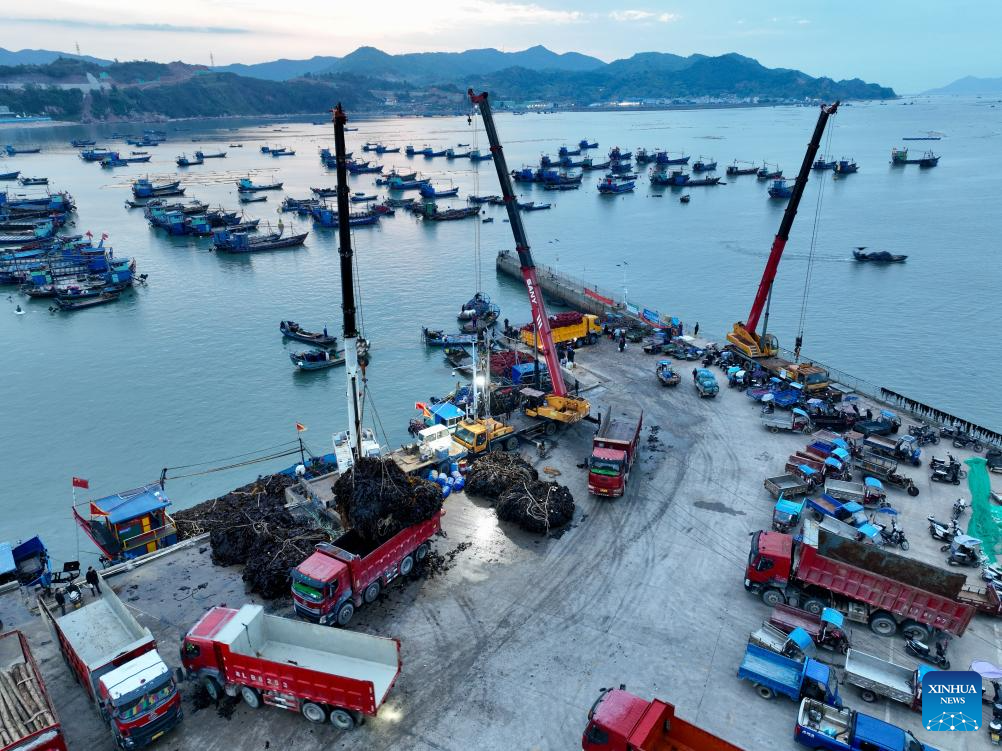 Xiapu County in China's Fujian enters peak kelp harvesting season