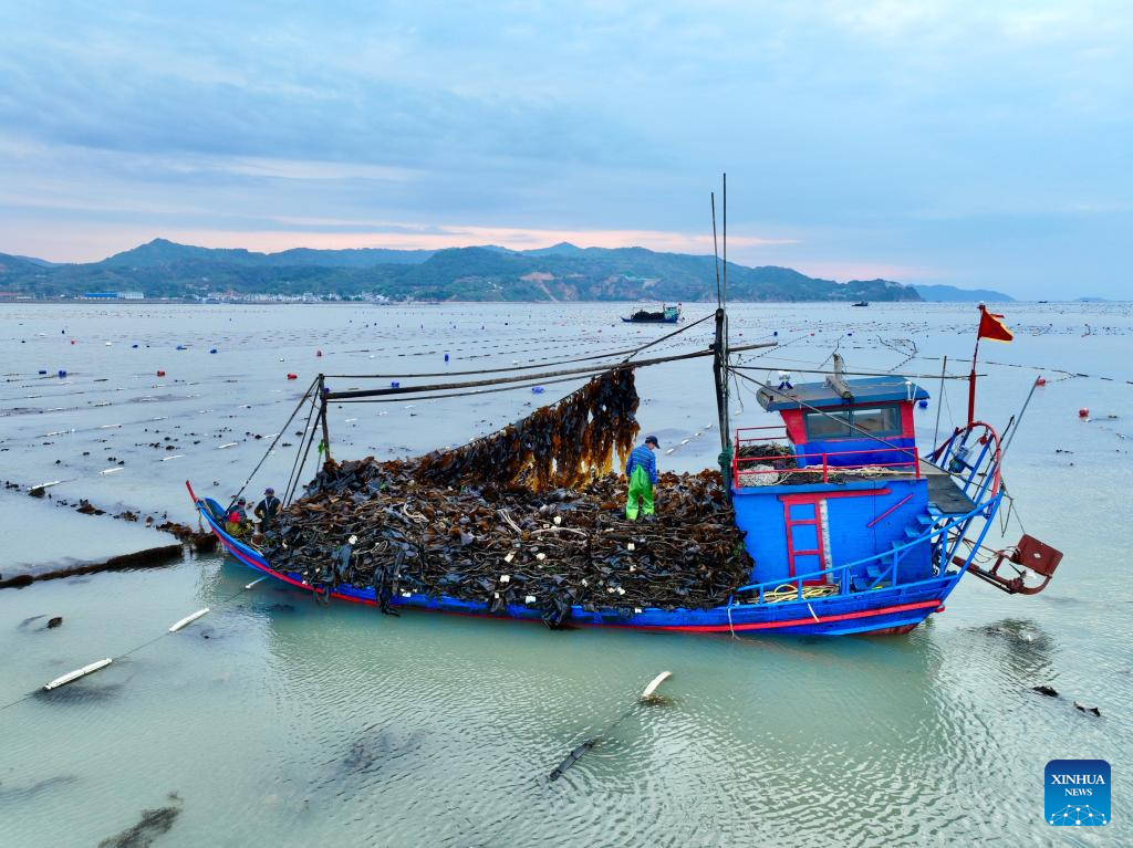 Xiapu County in China's Fujian enters peak kelp harvesting season