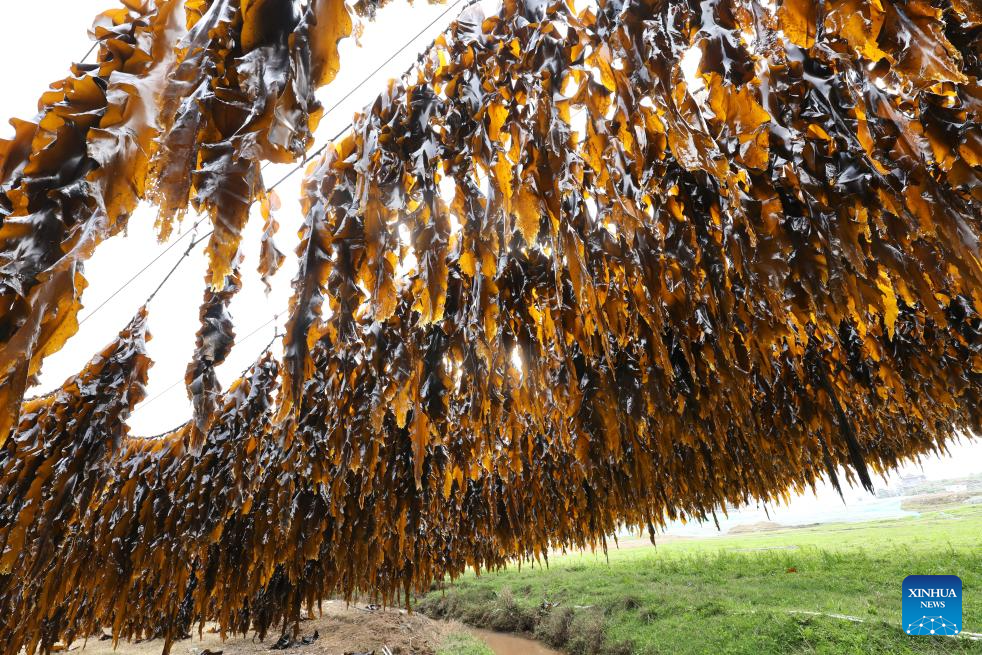Xiapu County in China's Fujian enters peak kelp harvesting season