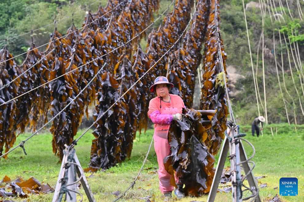 Xiapu County in China's Fujian enters peak kelp harvesting season