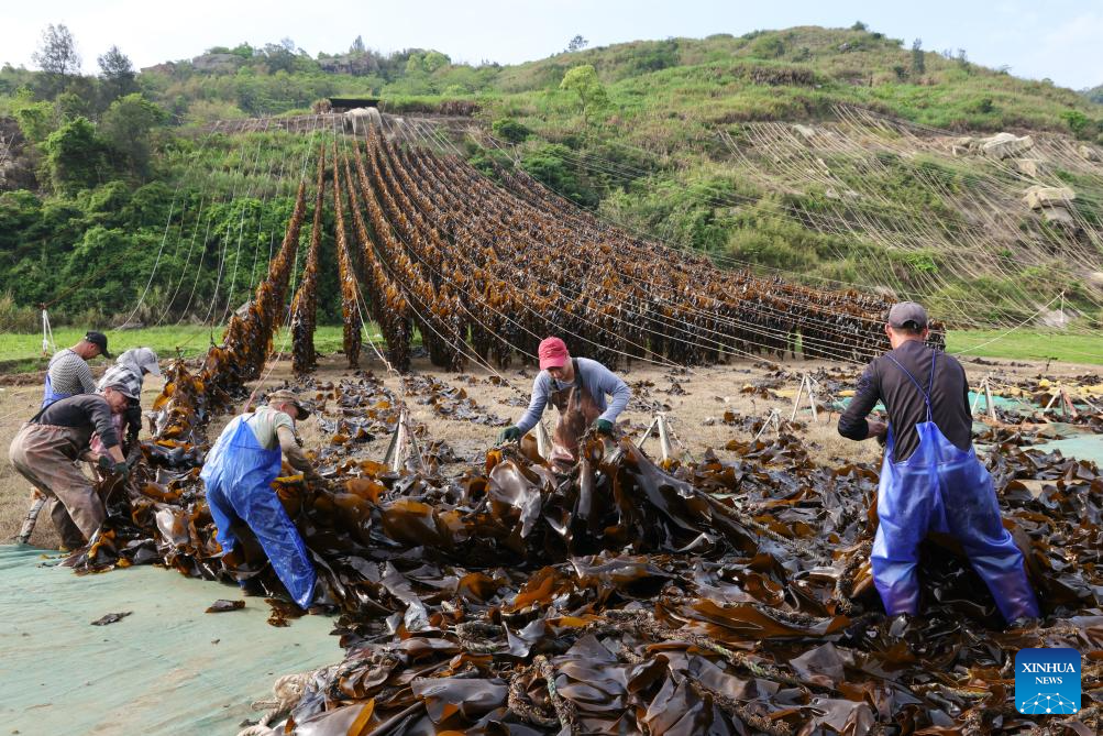 Xiapu County in China's Fujian enters peak kelp harvesting season