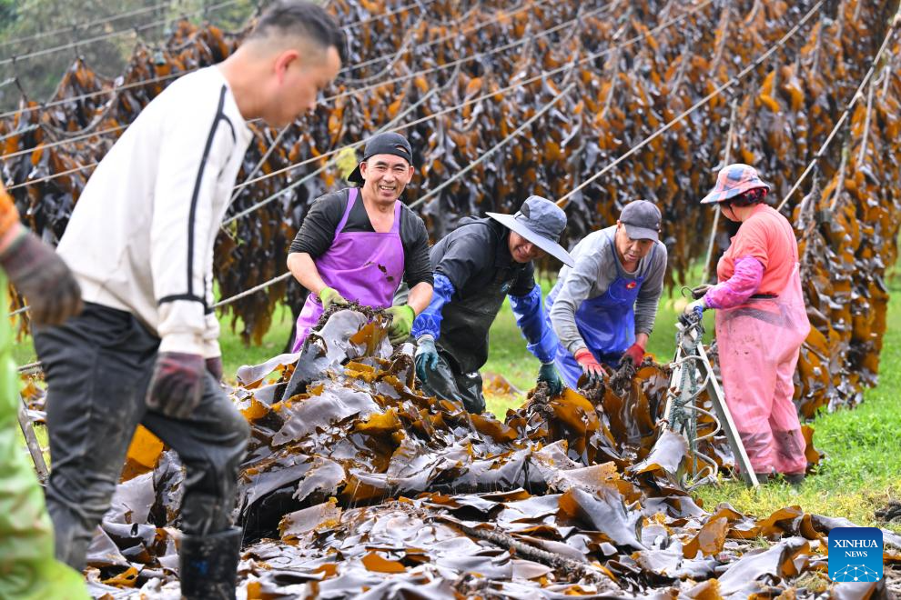 Xiapu County in China's Fujian enters peak kelp harvesting season