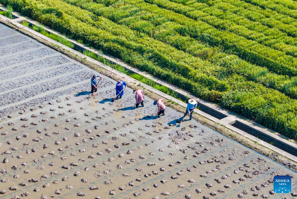 Farmers across China busy with field works in early summer