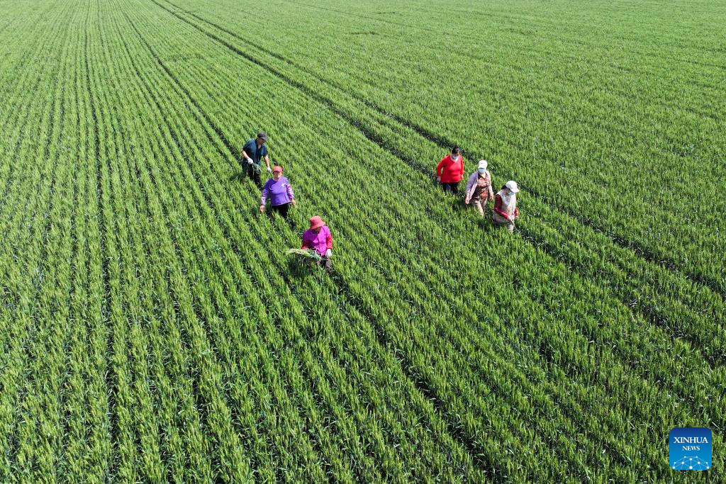 Farmers across China busy with field works in early summer