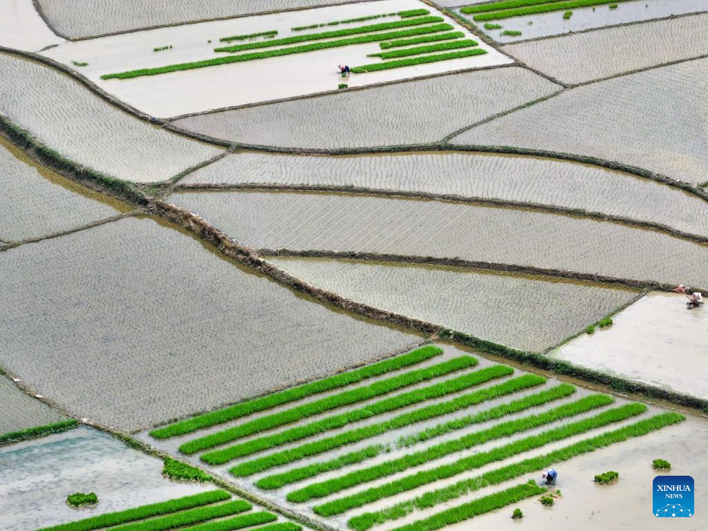 Farmers across China busy with field works in early summer