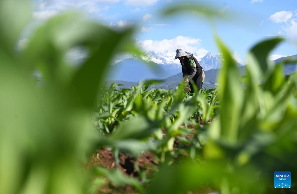 Farmers across China busy with field works in early summer