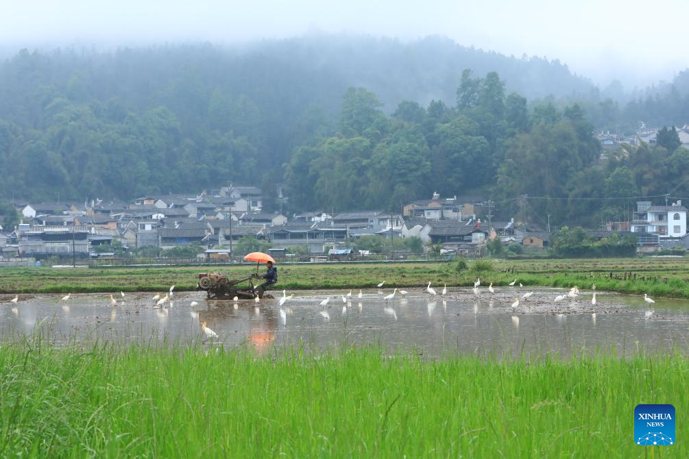 Farmers across China busy with field works in early summer