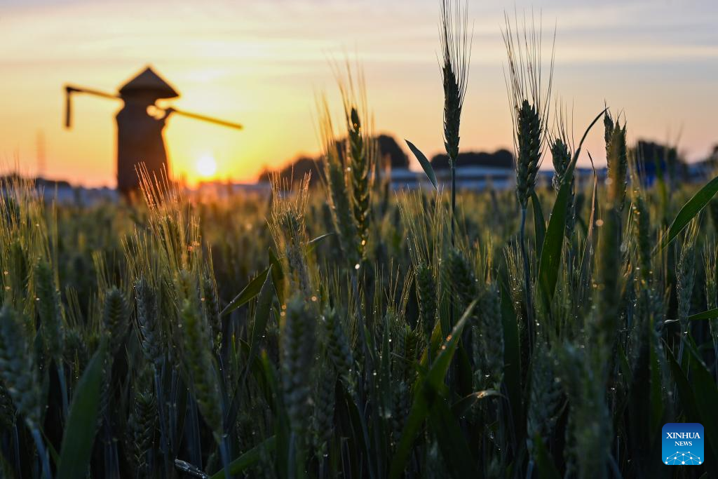Farmers across China busy with field works in early summer