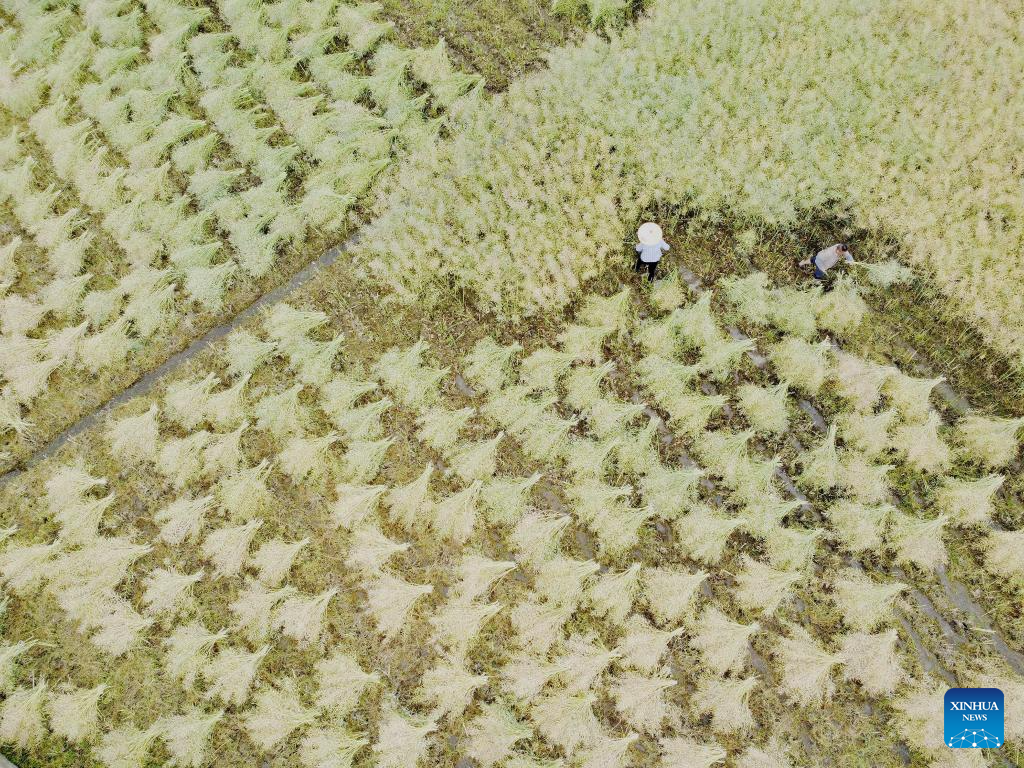 Farmers across China busy with field works in early summer