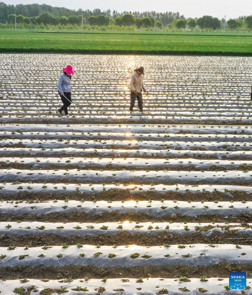 Farmers across China busy with field works in early summer