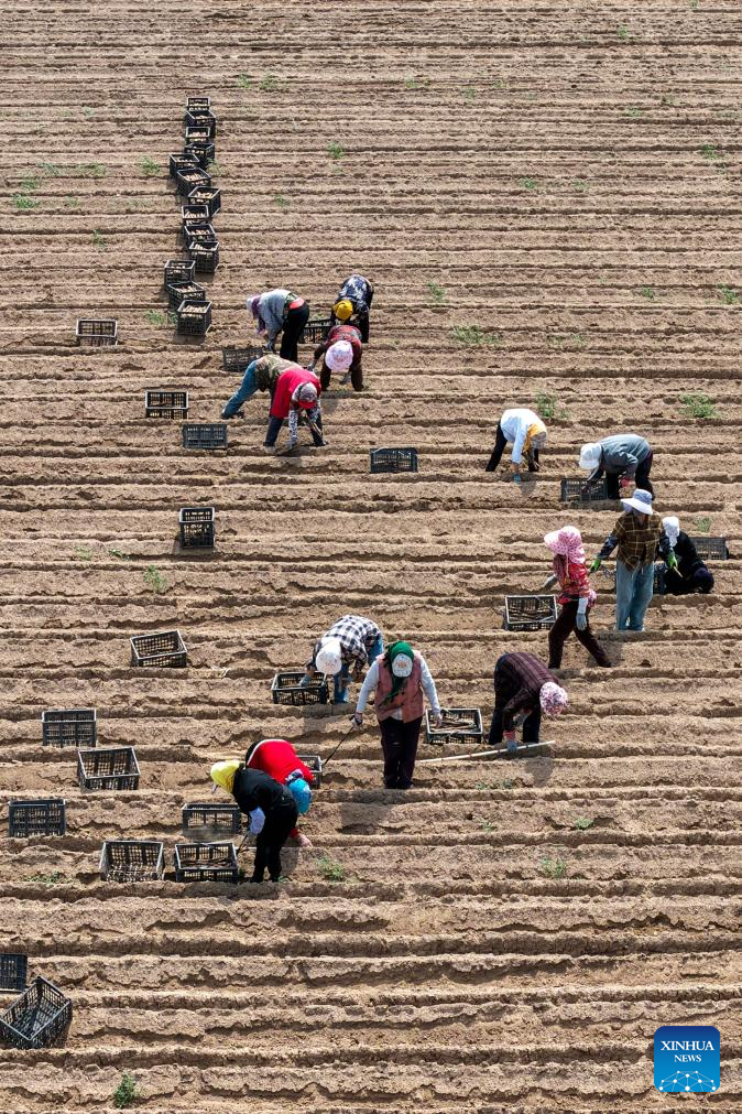 Farmers across China busy with field works in early summer