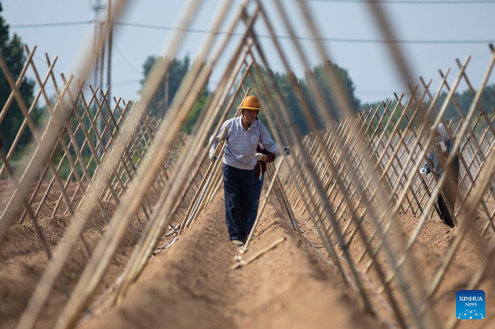 Farmers across China busy with field works in early summer