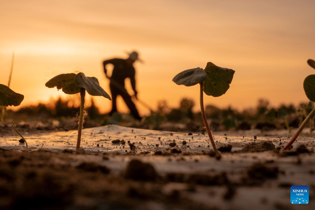 Farmers across China busy with field works in early summer