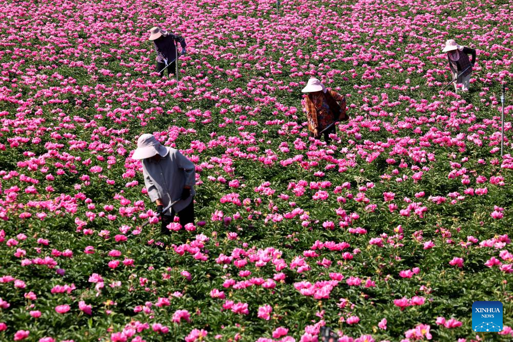 Farmers across China busy with field works in early summer