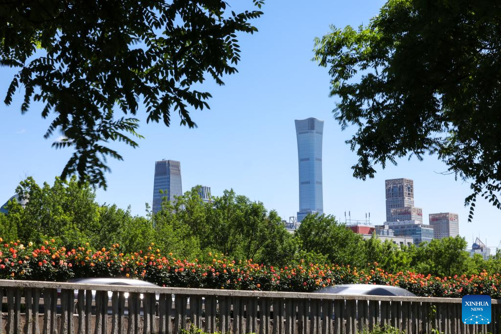 Blooming Chinese roses grace streets of Beijing in early summer