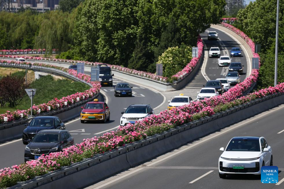 Blooming Chinese roses grace streets of Beijing in early summer