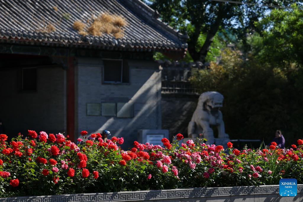 Blooming Chinese roses grace streets of Beijing in early summer