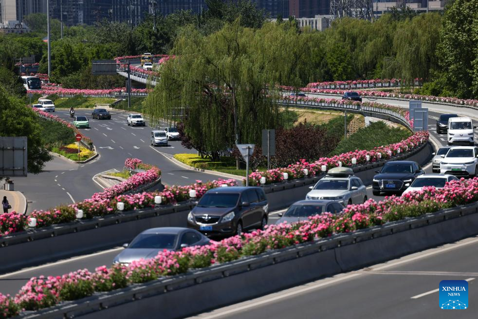 Blooming Chinese roses grace streets of Beijing in early summer