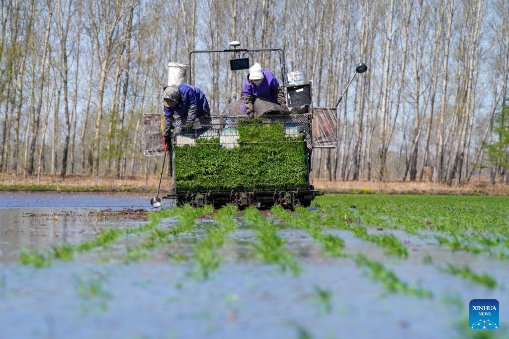 China's Heilongjiang busy with sowing operations in farming season