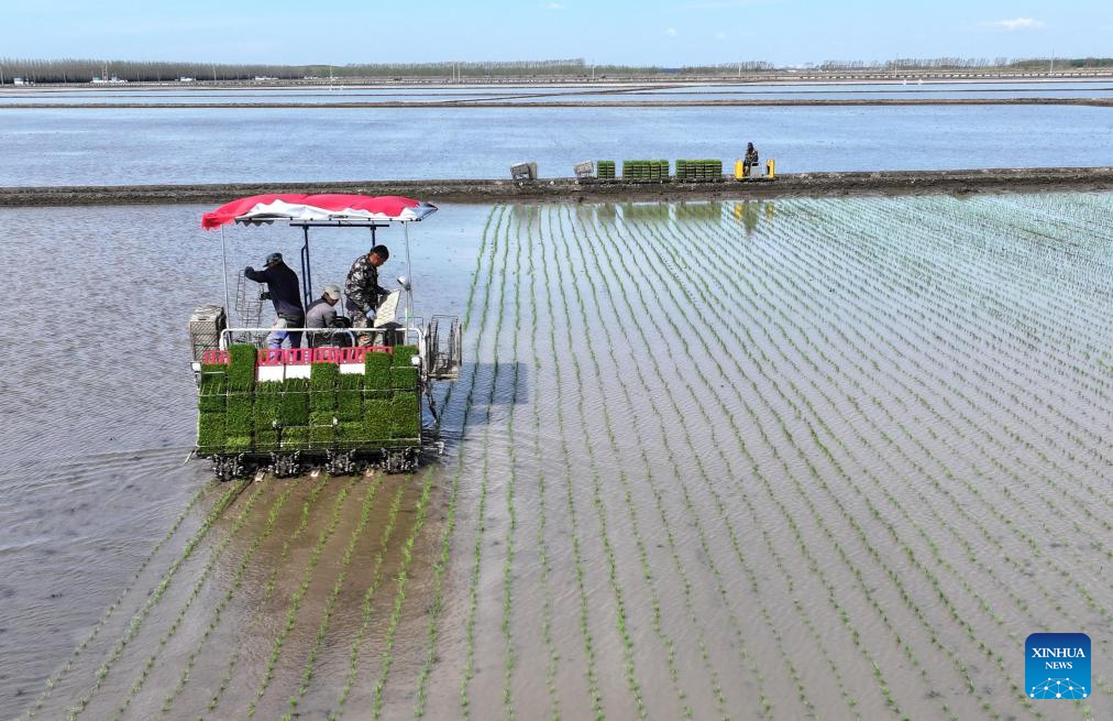China's Heilongjiang busy with sowing operations in farming season