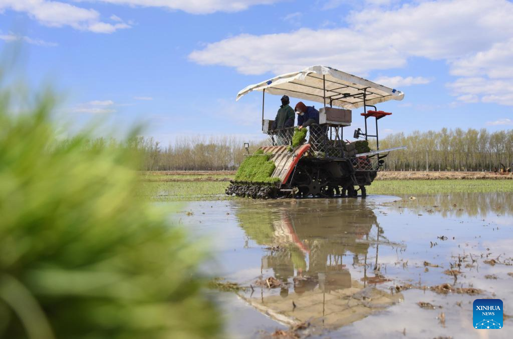 China's Heilongjiang busy with sowing operations in farming season