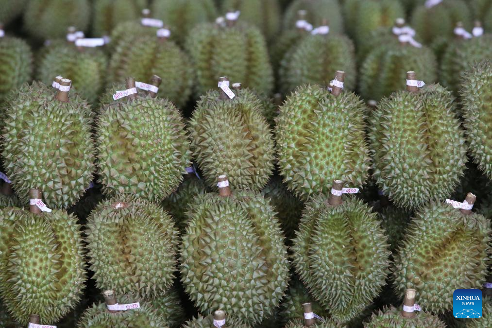 Eastern Thailand enters peak durian harvest season