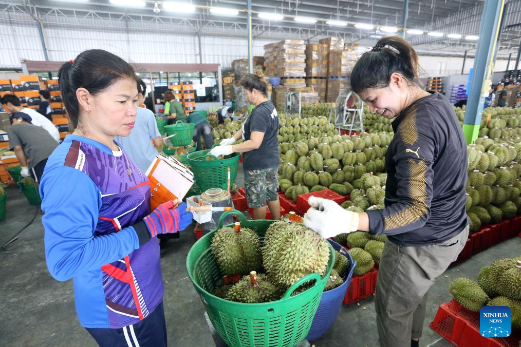 Eastern Thailand enters peak durian harvest season