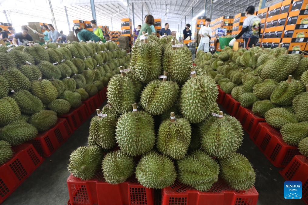 Eastern Thailand enters peak durian harvest season