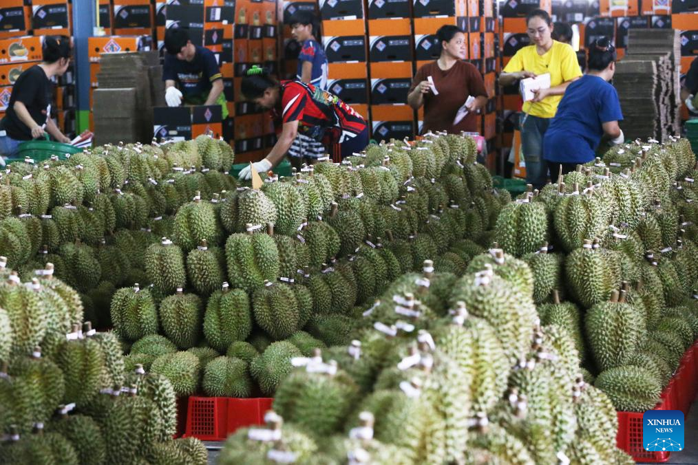 Eastern Thailand enters peak durian harvest season