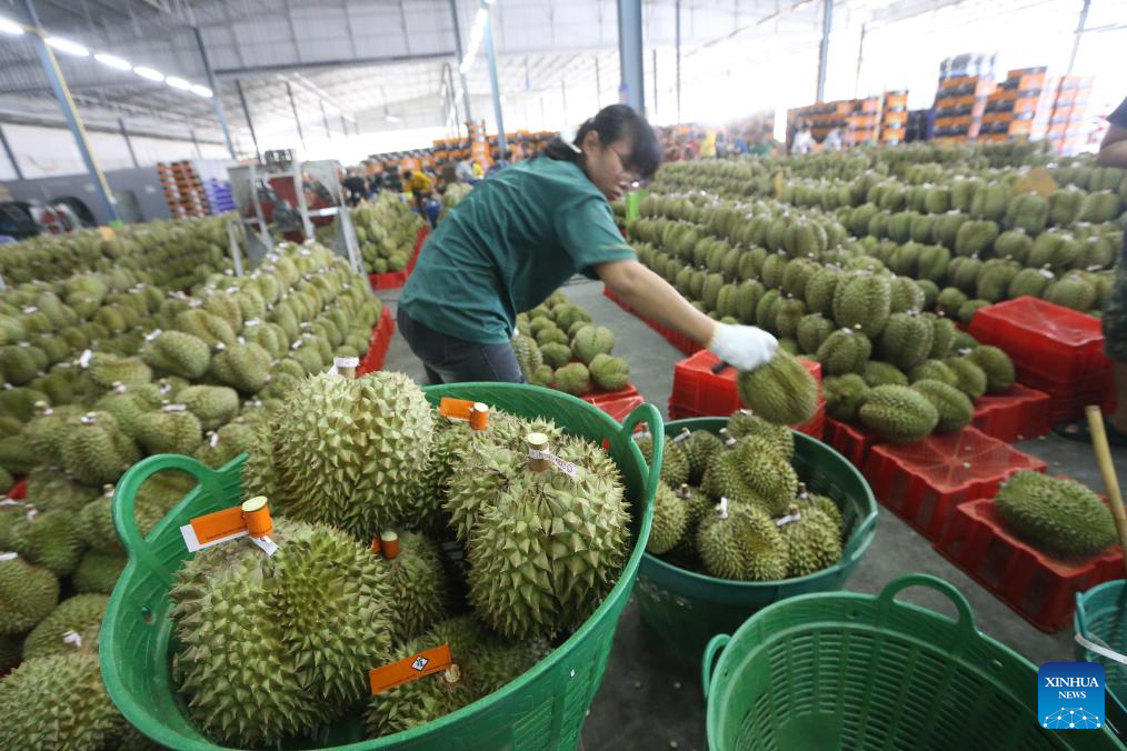 Eastern Thailand enters peak durian harvest season