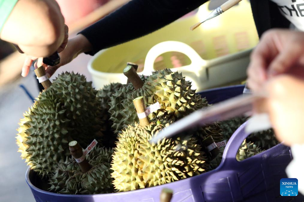 Eastern Thailand enters peak durian harvest season