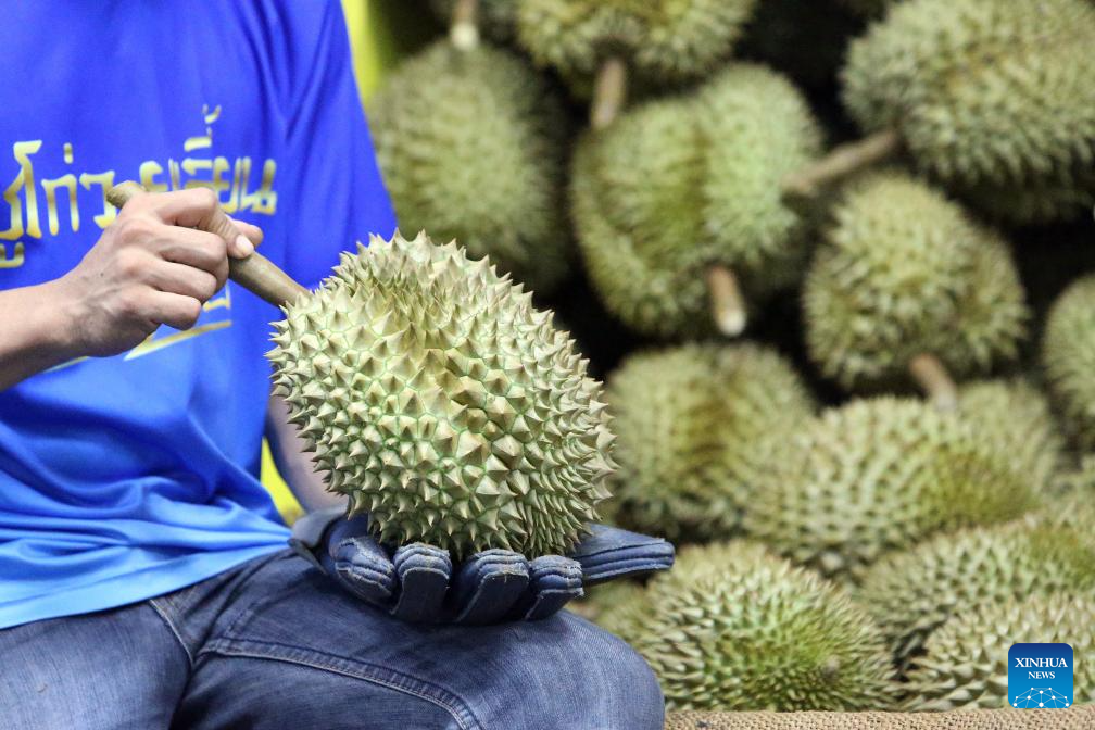 Eastern Thailand enters peak durian harvest season