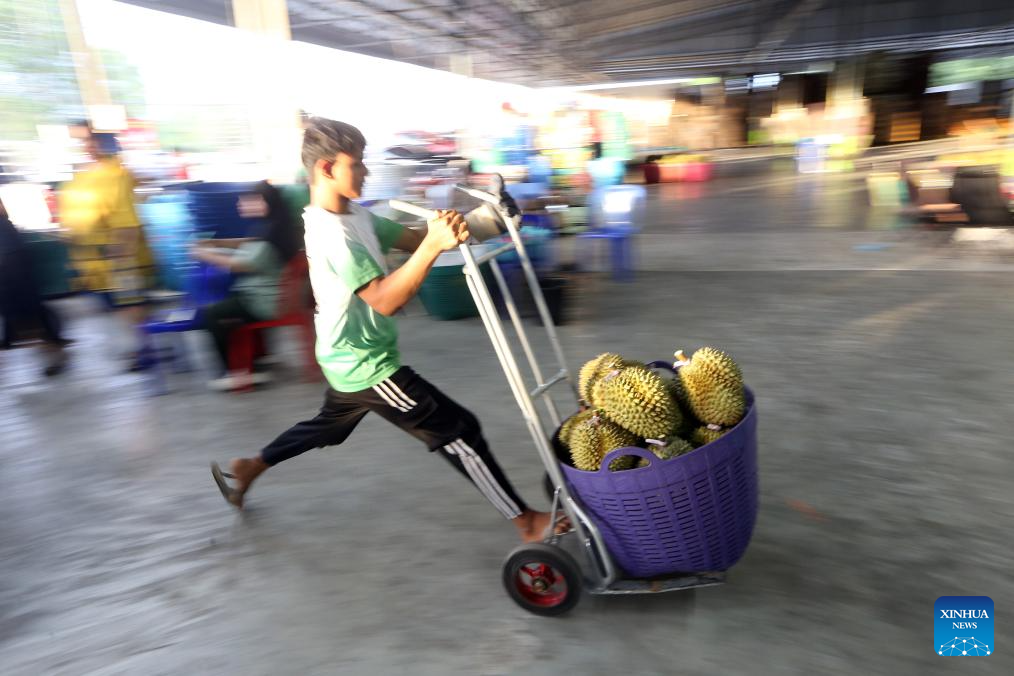 Eastern Thailand enters peak durian harvest season
