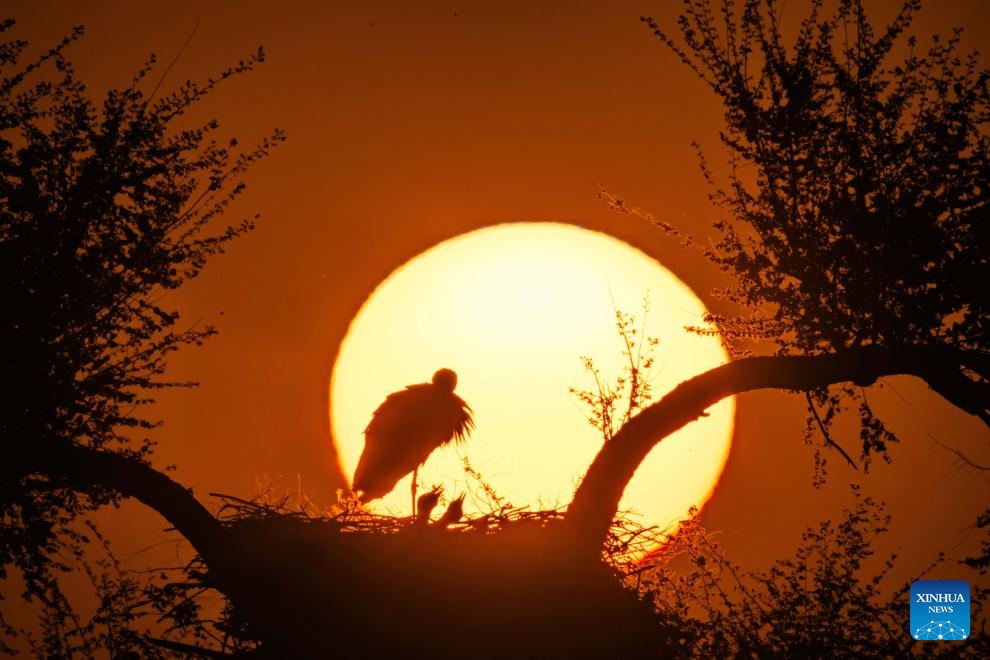 Migrant birds seen in China's Heilongjiang