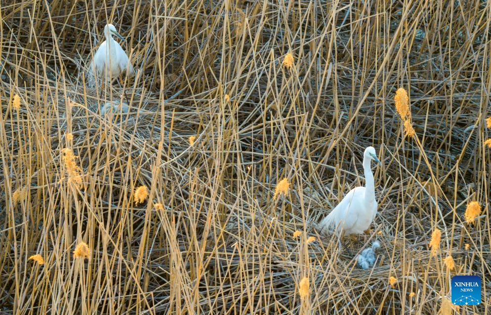 Migrant birds seen in China's Heilongjiang