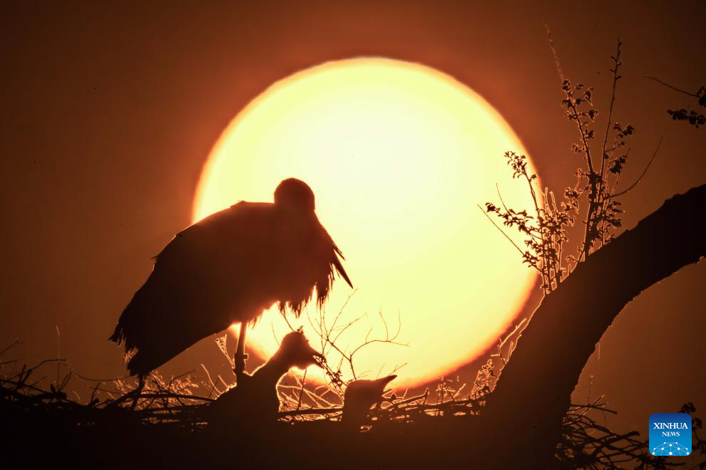 Migrant birds seen in China's Heilongjiang