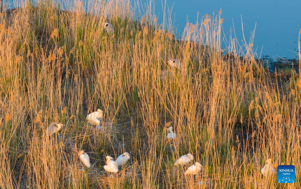 Migrant birds seen in China's Heilongjiang