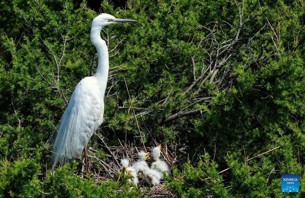Migrant birds seen in China's Heilongjiang