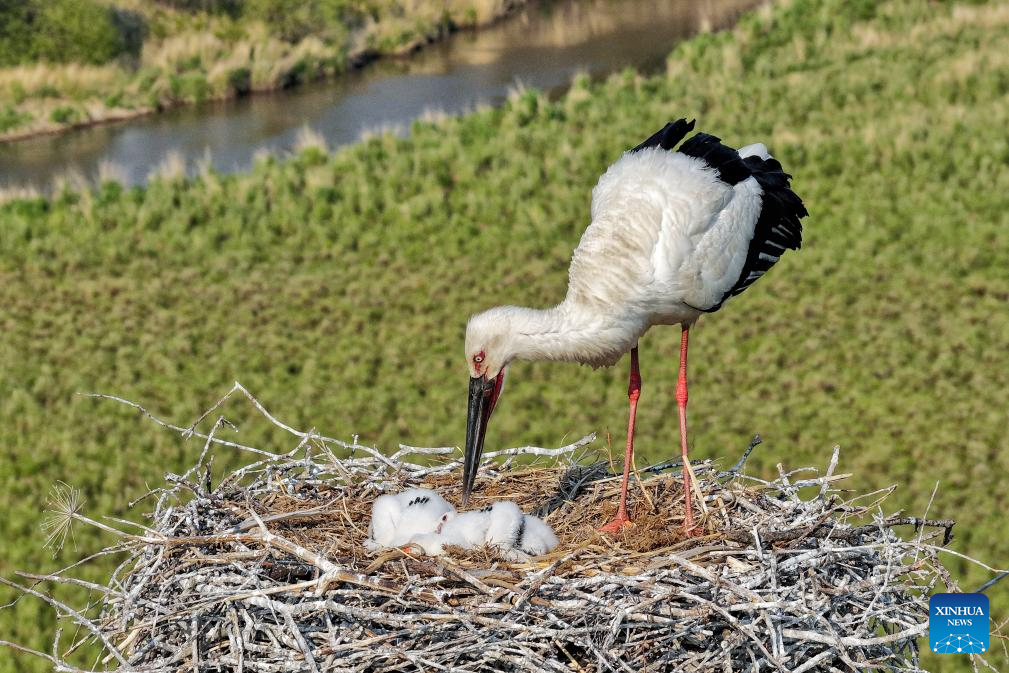 Migrant birds seen in China's Heilongjiang