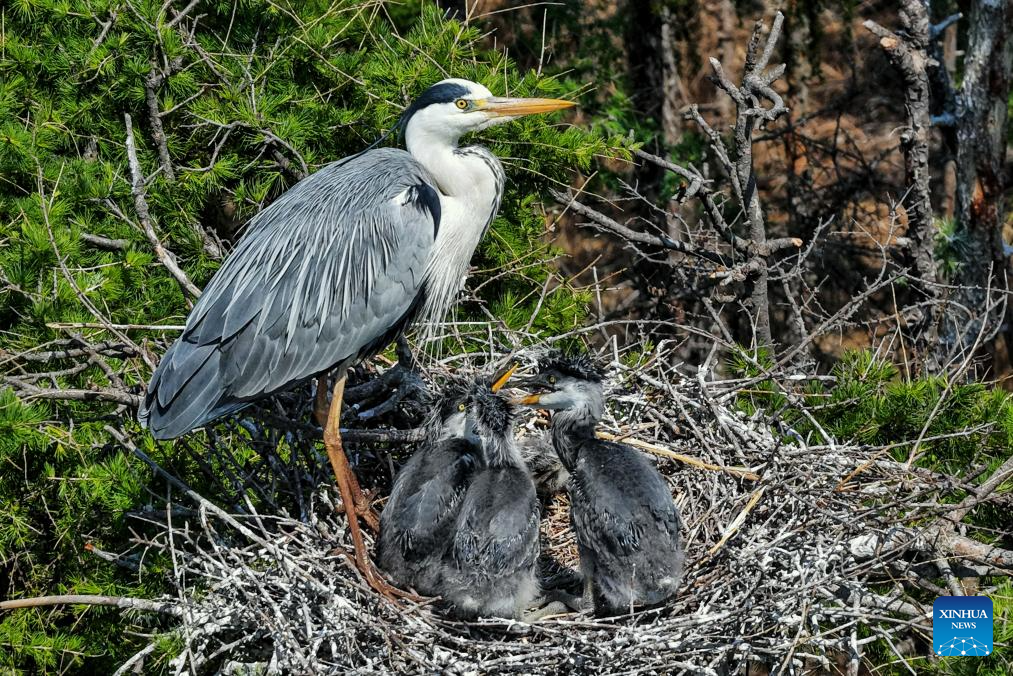 Migrant birds seen in China's Heilongjiang