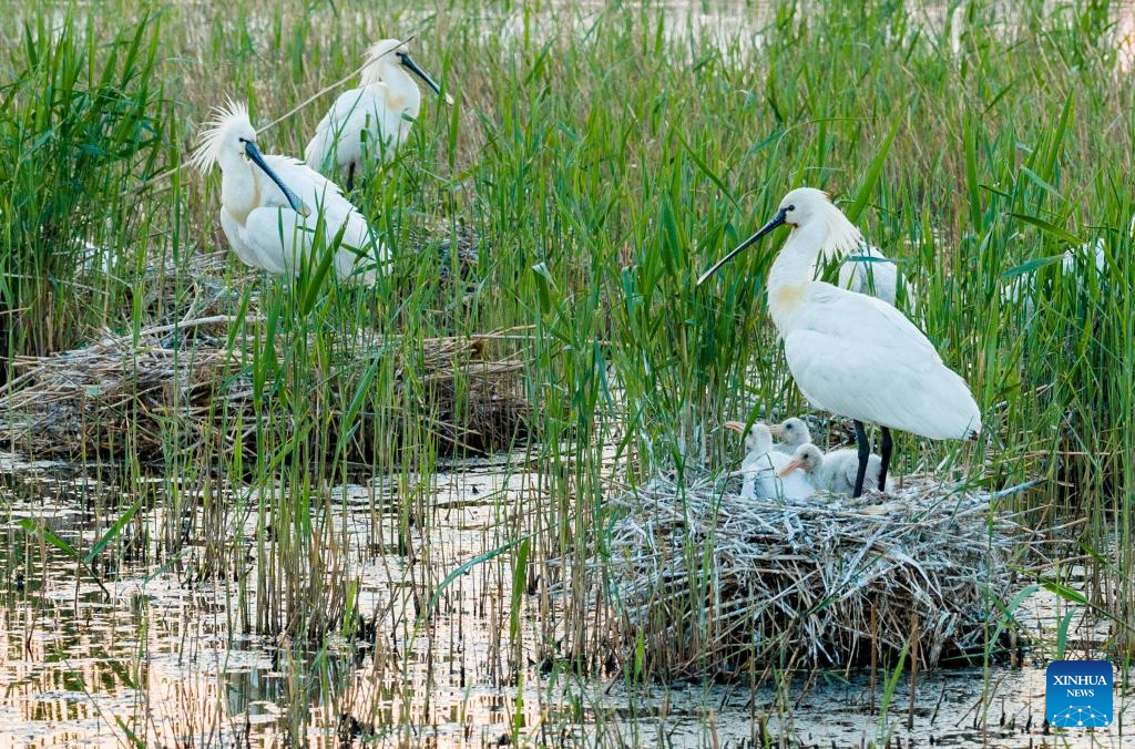 Migrant birds seen in China's Heilongjiang