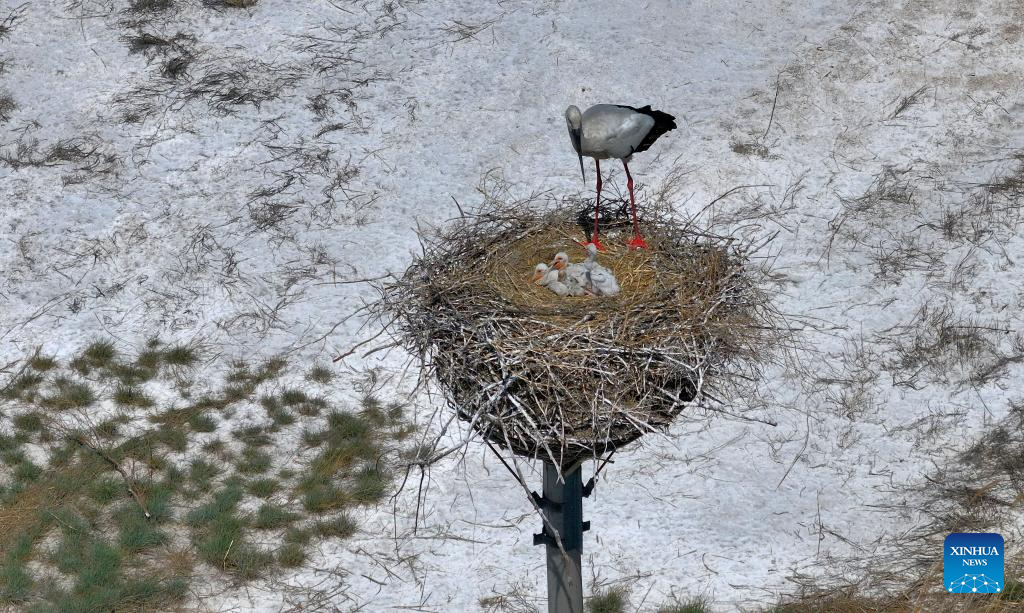 Migrant birds seen in China's Heilongjiang