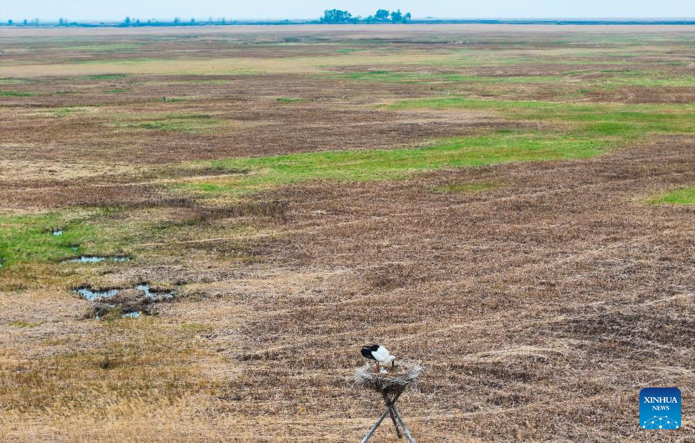 Migrant birds seen in China's Heilongjiang