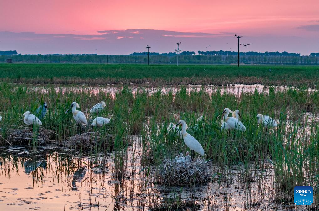 Migrant birds seen in China's Heilongjiang