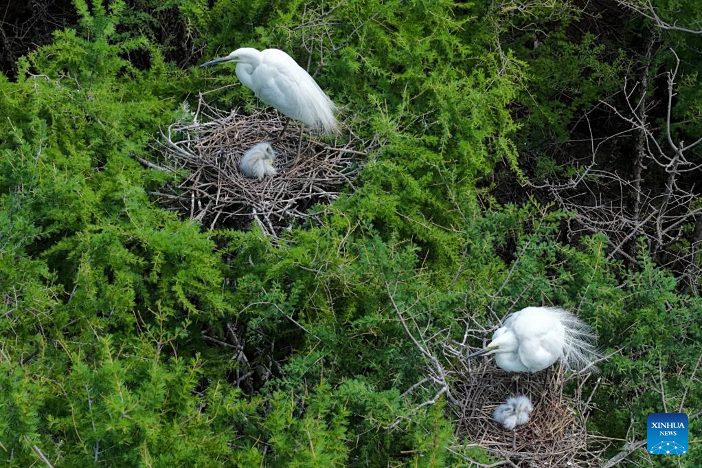 Migrant birds seen in China's Heilongjiang