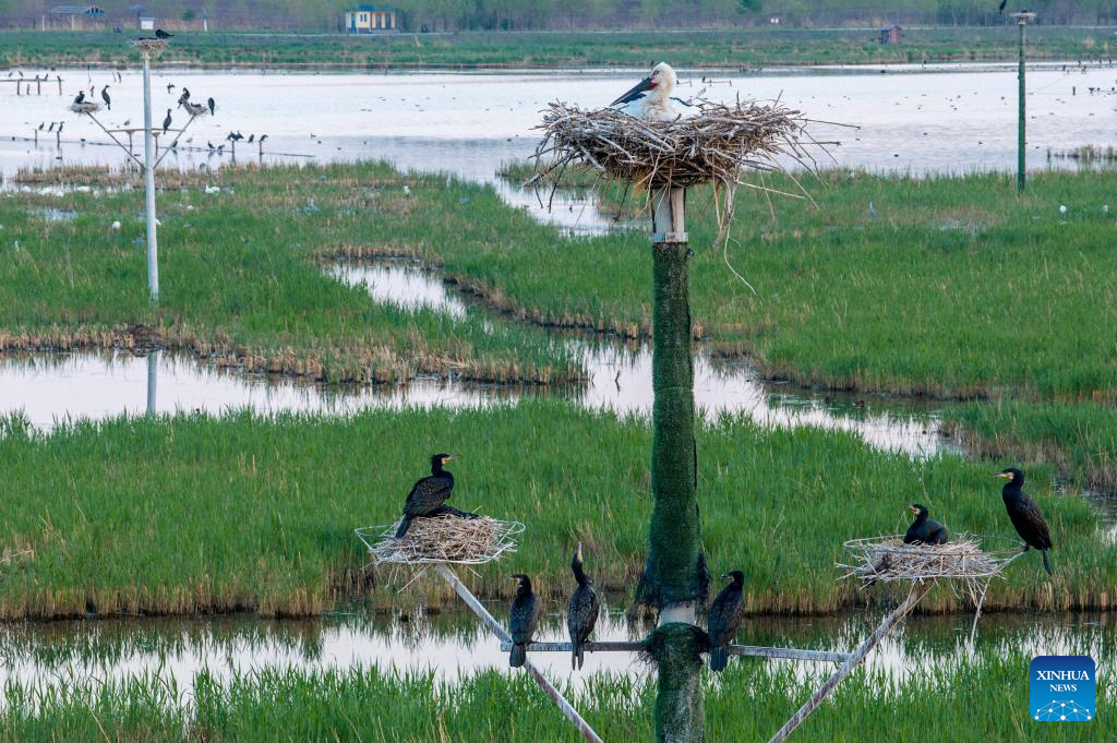 Migrant birds seen in China's Heilongjiang