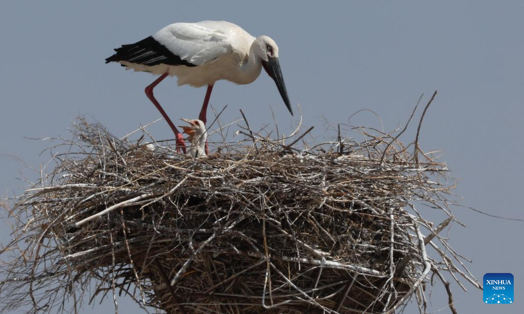 Migrant birds seen in China's Heilongjiang