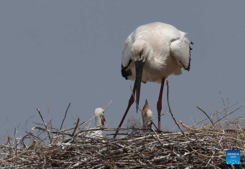 Migrant birds seen in China's Heilongjiang